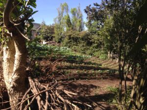 937 sistema agroforestal